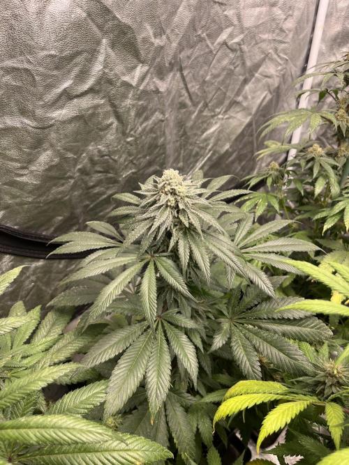 Mandarine Panties. Seedstockers. Week 11