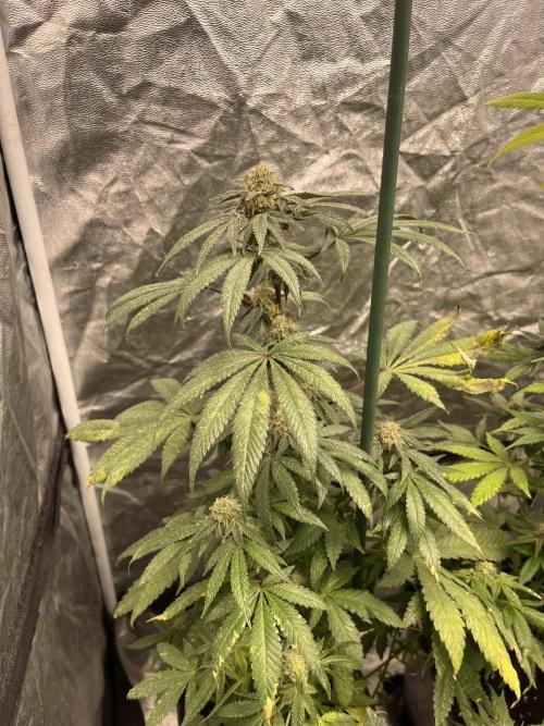 Mandarine Panties. Seedstockers. Week 11