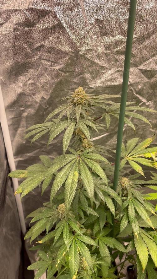 Mandarine Panties. Seedstockers
