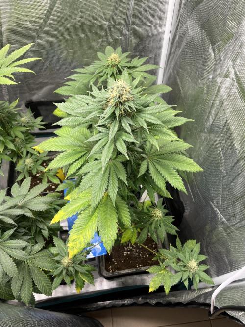 Monster Maker. Sweetseeds. Week 11