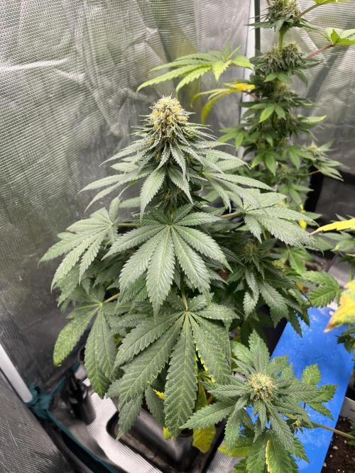 Monster Maker. Sweetseeds. Week 11
