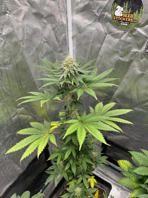 Monster Maker. Sweetseeds. Week 11