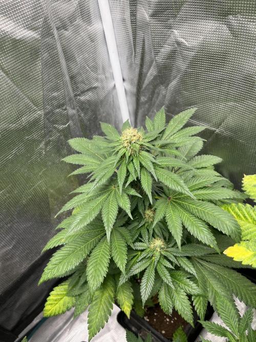 Monster Maker. Sweetseeds. Week 11