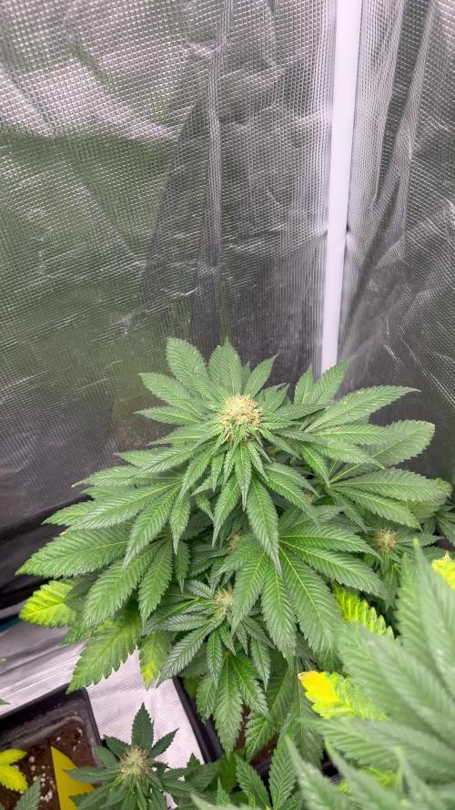 Monster Maker. Sweetseeds