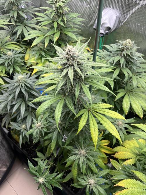 Gorilla Girl F1. Sweetseeds. Week 11