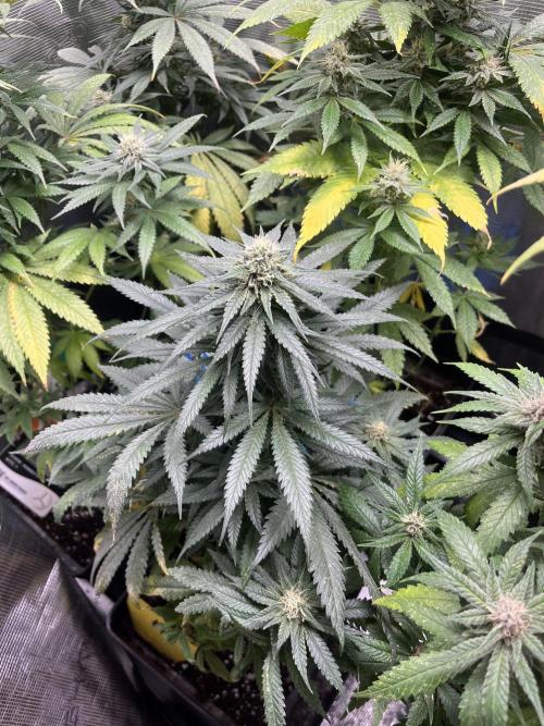 Gorilla Girl F1. Sweetseeds. Week 11