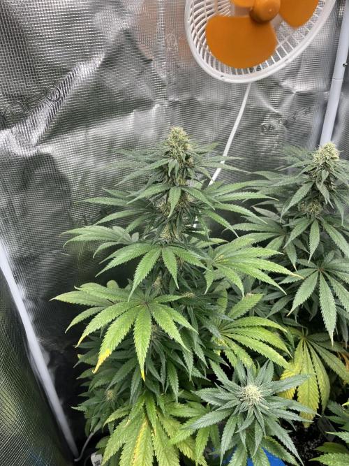 Gorilla Girl F1. Sweetseeds. Week 11