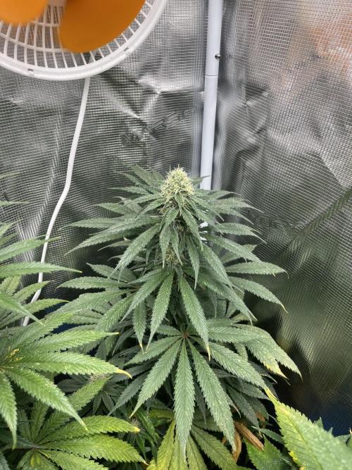 Gorilla Girl F1. Sweetseeds. Week 11