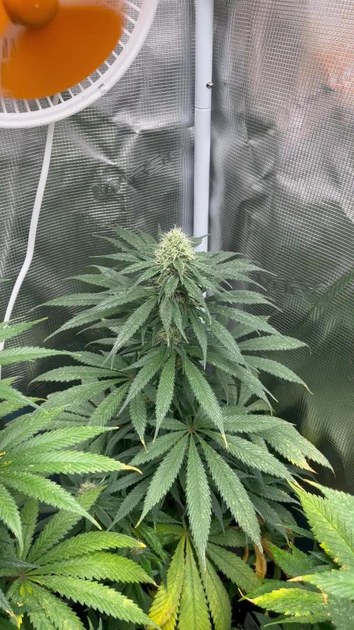 Gorilla Girl F1. Sweetseeds