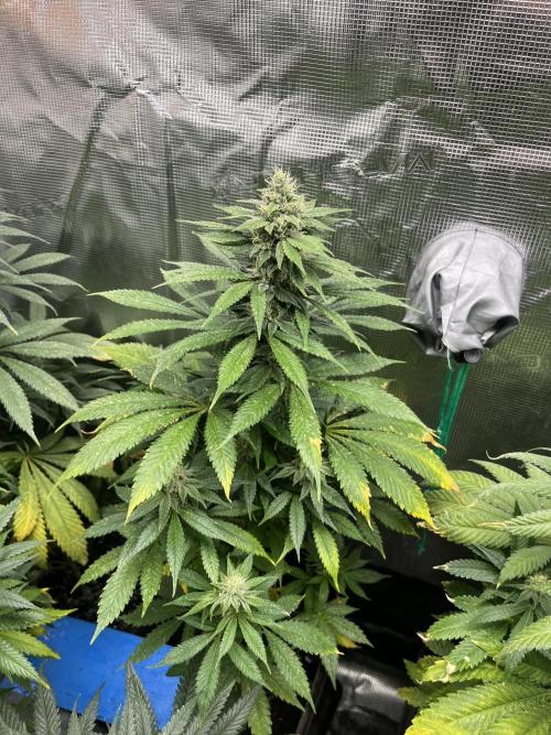 Mental Rainbow fast. Sweetseeds. Week 11
