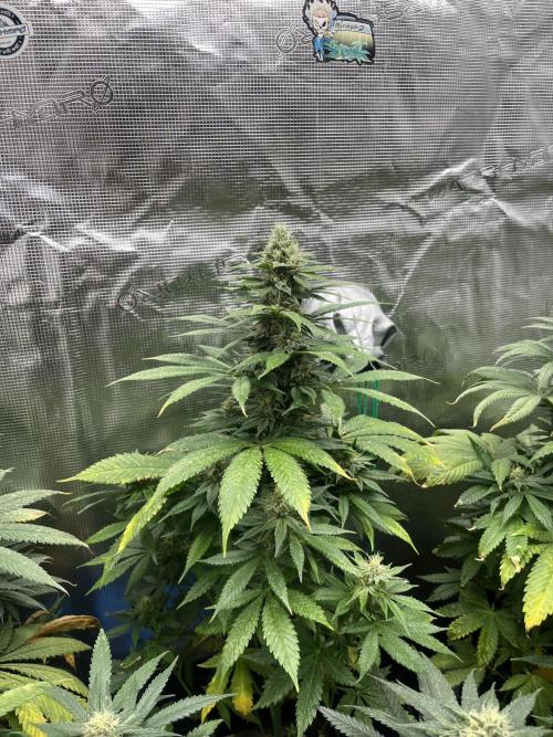 Mental Rainbow fast. Sweetseeds. Week 11