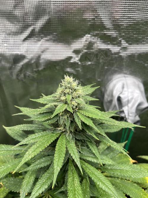 Mental Rainbow fast. Sweetseeds. Week 11