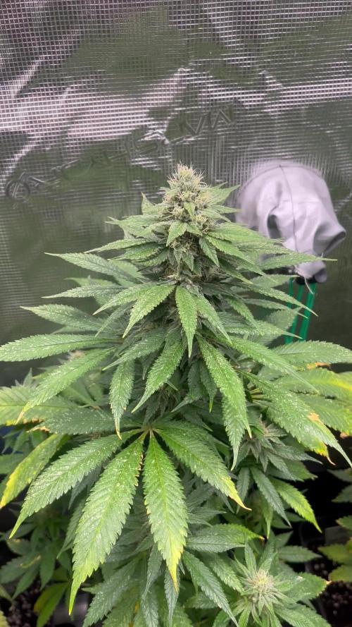 Mental Rainbow fast. Sweetseeds