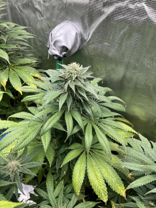 Purple Lemonade FF. Fastbuds. Week 11