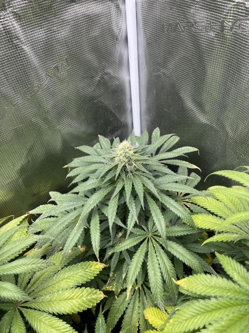 Purple Lemonade FF. Fastbuds. Week 11