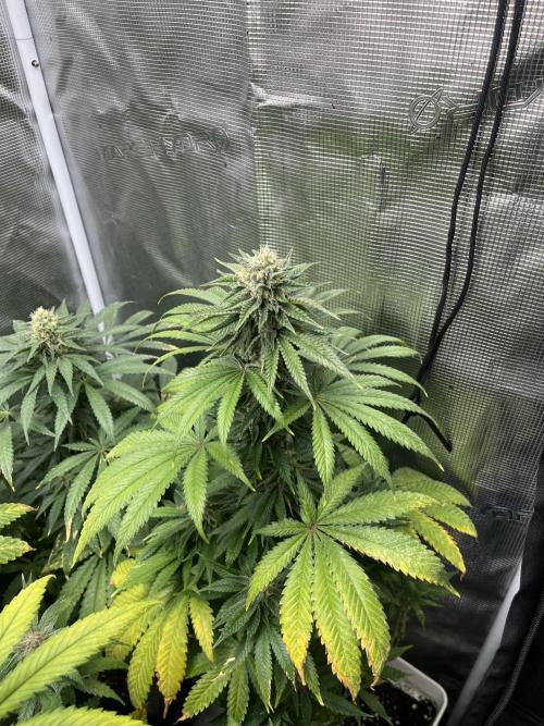 Purple Lemonade FF. Fastbuds. Week 11