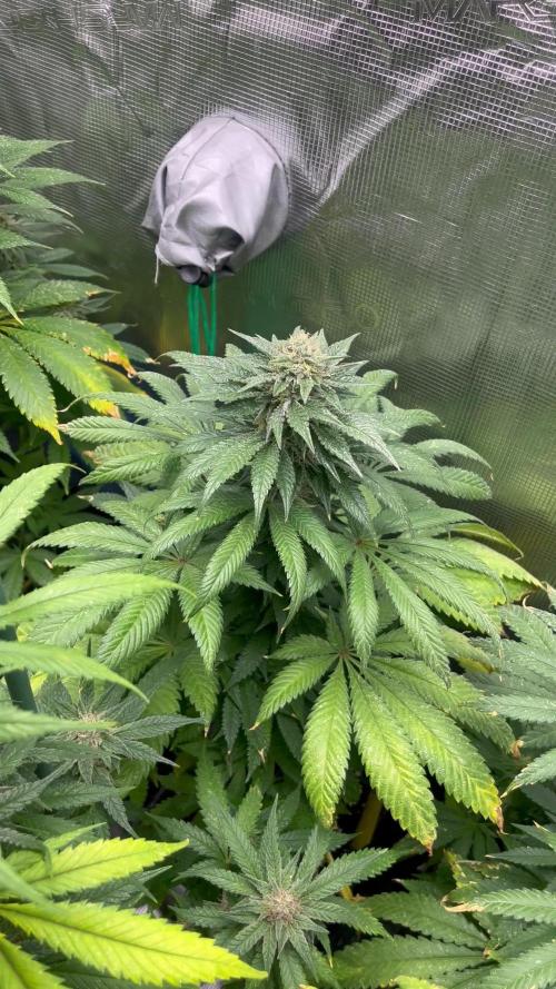 Purple Lemonade FF. Fastbuds