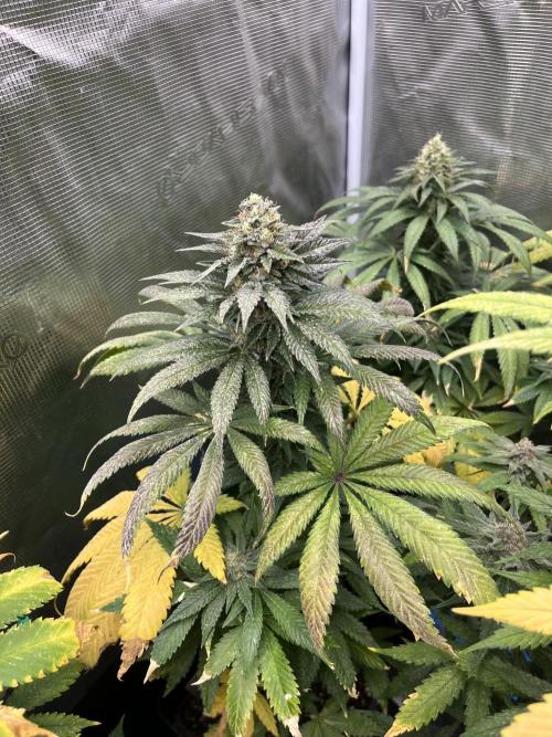 Purple Lemonade FF. Fastbuds. Week 12