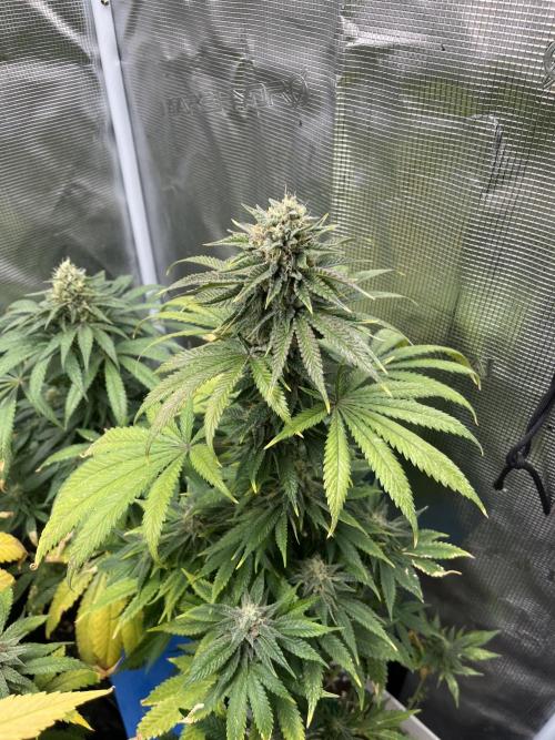 Purple Lemonade FF. Fastbuds. Week 12