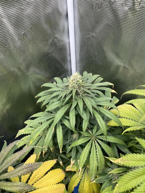 Purple Lemonade FF. Fastbuds. Week 12