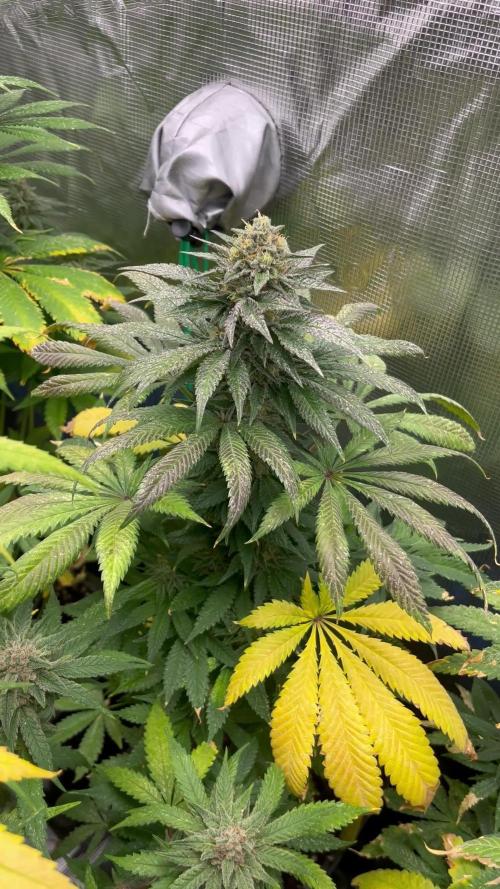Purple Lemonade FF. Fastbuds
