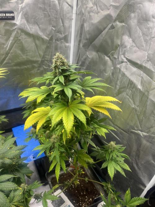 Monster Maker. Sweetseeds. Week 12
