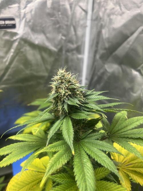 Monster Maker. Sweetseeds. Week 12