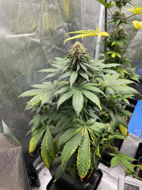 Monster Maker. Sweetseeds. Week 12