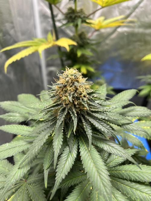 Monster Maker. Sweetseeds. Week 12