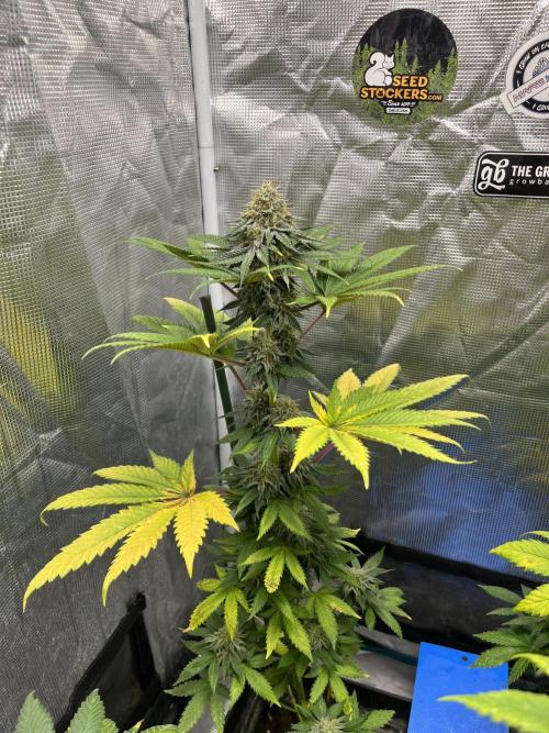 Monster Maker. Sweetseeds. Week 12