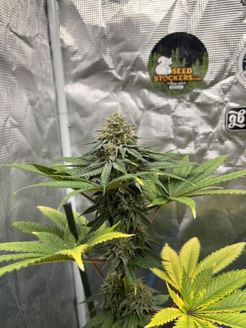Monster Maker. Sweetseeds. Week 12