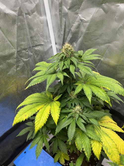 Monster Maker. Sweetseeds. Week 12