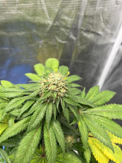 Monster Maker. Sweetseeds. Week 12