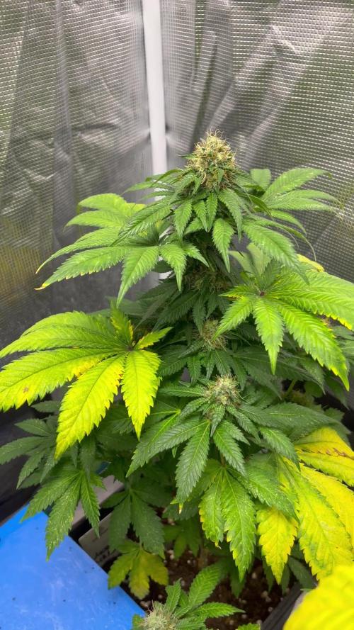 Monster Maker. Sweetseeds