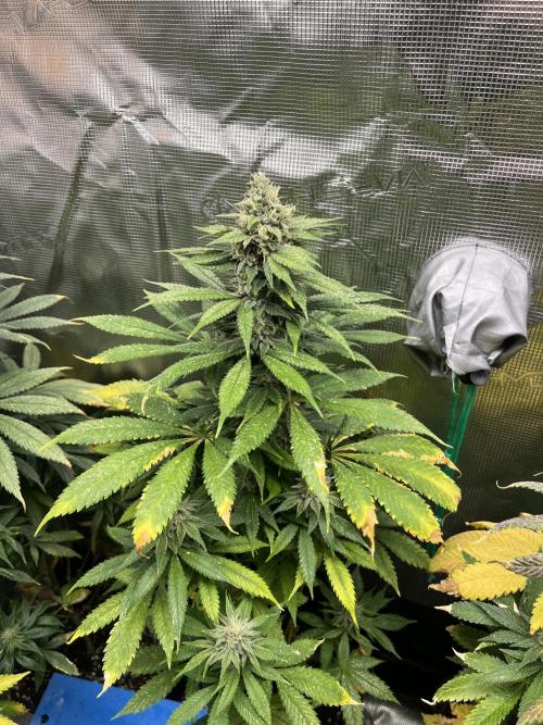 Mental Rainbow fast. Sweetseeds. Week 12