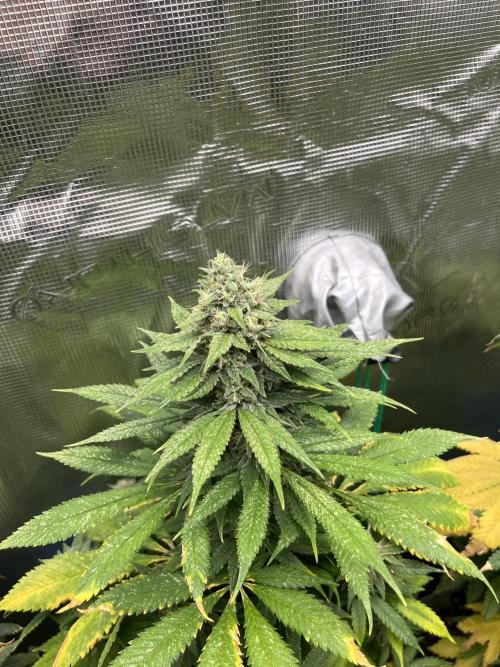 Mental Rainbow fast. Sweetseeds. Week 12