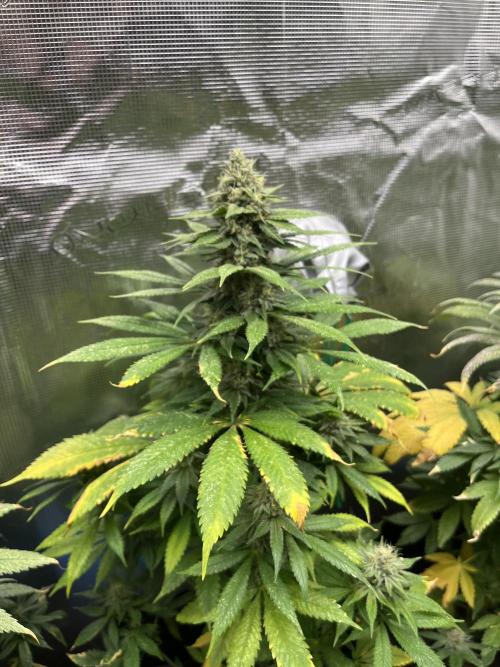 Mental Rainbow fast. Sweetseeds. Week 12