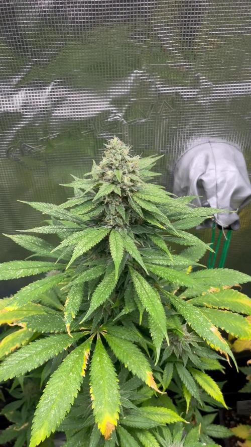 Mental Rainbow fast. Sweetseeds