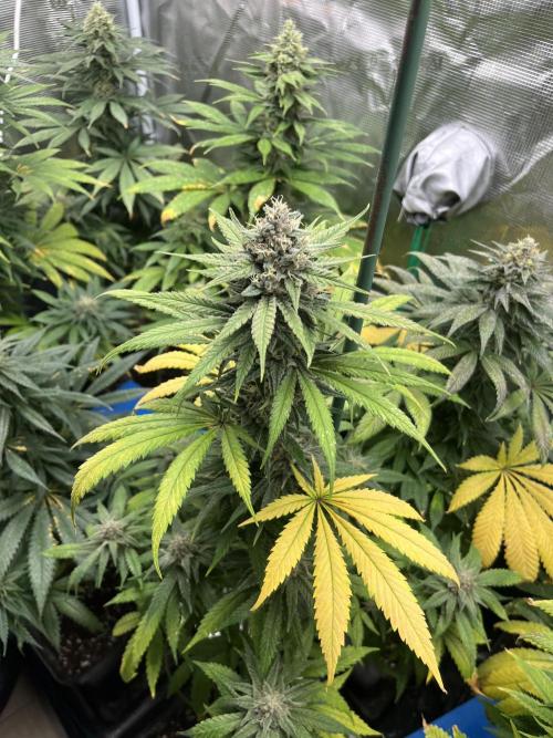 Gorilla Girl F1. Sweetseeds. Week 12