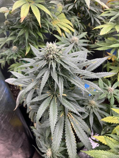 Gorilla Girl F1. Sweetseeds. Week 12