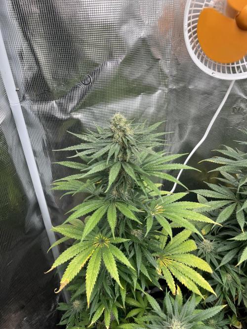 Gorilla Girl F1. Sweetseeds. Week 12