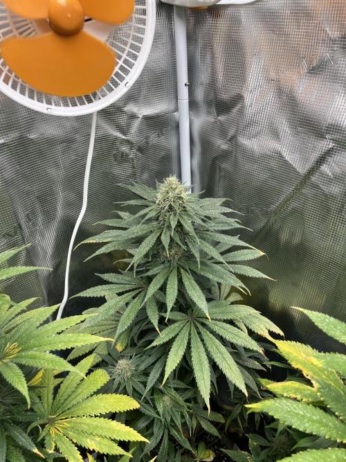 Gorilla Girl F1. Sweetseeds. Week 12