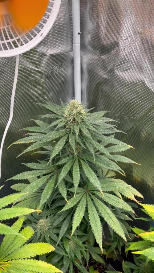 Gorilla Girl F1. Sweetseeds