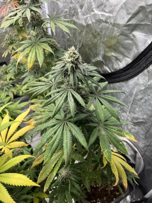 F.U.H. Seedstockers. Week 12