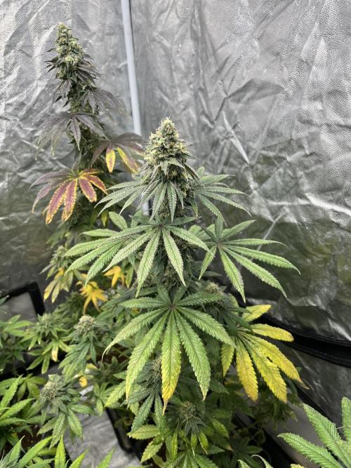 F.U.H. Seedstockers. Week 12