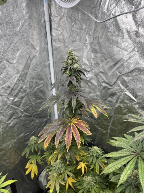 F.U.H. Seedstockers. Week 12