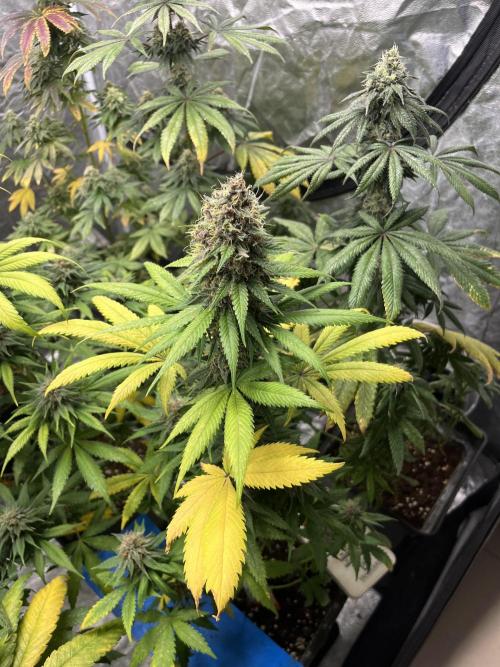 Forbidden Mochi. Seedstockers. Week 12