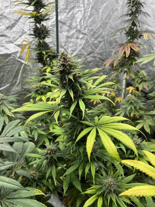 Forbidden Mochi. Seedstockers. Week 12
