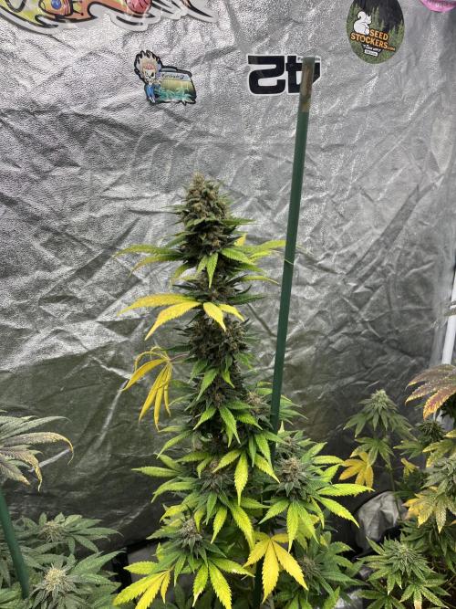 Forbidden Mochi. Seedstockers. Week 12