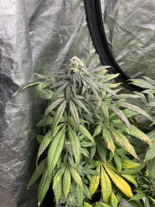 Mandarine Panties. Seedstockers. Week 12